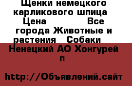 Щенки немецкого карликового шпица › Цена ­ 20 000 - Все города Животные и растения » Собаки   . Ненецкий АО,Хонгурей п.